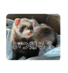 同居人のイタチ 第二弾（個別スタンプ：12）