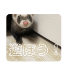同居人のイタチ 第二弾（個別スタンプ：15）