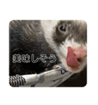 同居人のイタチ 第二弾（個別スタンプ：19）