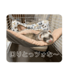 同居人のイタチ 第二弾（個別スタンプ：20）