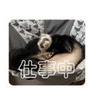 同居人のイタチ 第二弾（個別スタンプ：22）
