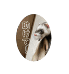 同居人のイタチ 第二弾（個別スタンプ：25）