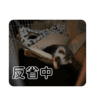同居人のイタチ 第二弾（個別スタンプ：27）