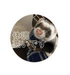 同居人のイタチ 第二弾（個別スタンプ：28）