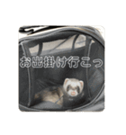 同居人のイタチ 第二弾（個別スタンプ：31）
