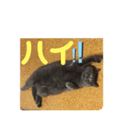 ペットで代弁②（個別スタンプ：1）