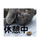 ペットで代弁②（個別スタンプ：9）