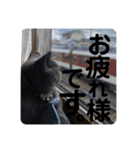 ペットで代弁②（個別スタンプ：10）