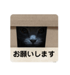 ペットで代弁②（個別スタンプ：11）