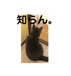 ペットで代弁②（個別スタンプ：13）