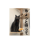 ペットで代弁②（個別スタンプ：14）