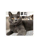 ペットで代弁②（個別スタンプ：15）