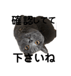 ペットで代弁②（個別スタンプ：17）