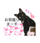黒猫にこの日常使いスタンプ（個別スタンプ：1）