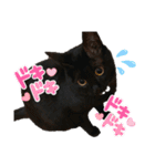 黒猫にこの日常使いスタンプ（個別スタンプ：2）