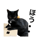 黒猫にこの日常使いスタンプ（個別スタンプ：6）