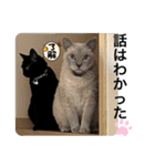 黒猫にこの日常使いスタンプ（個別スタンプ：7）