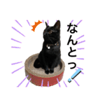 黒猫にこの日常使いスタンプ（個別スタンプ：11）
