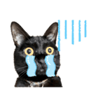 黒猫にこの日常使いスタンプ（個別スタンプ：12）