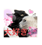 黒猫にこの日常使いスタンプ（個別スタンプ：16）