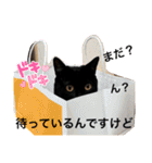 黒猫にこの日常使いスタンプ（個別スタンプ：17）