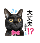 黒猫にこの日常使いスタンプ（個別スタンプ：21）