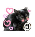 黒猫にこの日常使いスタンプ（個別スタンプ：22）
