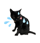 黒猫にこの日常使いスタンプ（個別スタンプ：28）