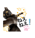 黒猫にこの日常使いスタンプ（個別スタンプ：29）