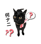 黒猫にこの日常使いスタンプ（個別スタンプ：30）