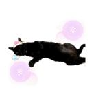 黒猫にこの日常使いスタンプ（個別スタンプ：33）