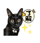 黒猫にこの日常使いスタンプ（個別スタンプ：36）