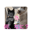 黒猫にこの日常使いスタンプ（個別スタンプ：37）