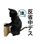 黒猫にこの日常使いスタンプ（個別スタンプ：38）