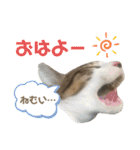 ハチワレ猫『めっちゃん♂』（個別スタンプ：1）