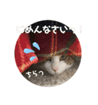 ハチワレ猫『めっちゃん♂』（個別スタンプ：4）