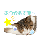 ハチワレ猫『めっちゃん♂』（個別スタンプ：7）
