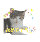 ハチワレ猫『めっちゃん♂』（個別スタンプ：8）