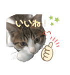 ハチワレ猫『めっちゃん♂』（個別スタンプ：15）