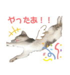ハチワレ猫『めっちゃん♂』（個別スタンプ：17）