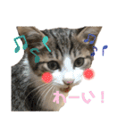 ハチワレ猫『めっちゃん♂』（個別スタンプ：18）