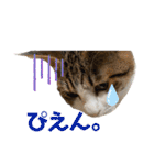ハチワレ猫『めっちゃん♂』（個別スタンプ：19）