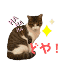 ハチワレ猫『めっちゃん♂』（個別スタンプ：21）