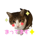 ハチワレ猫『めっちゃん♂』（個別スタンプ：26）