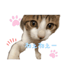 ハチワレ猫『めっちゃん♂』（個別スタンプ：28）