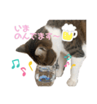 ハチワレ猫『めっちゃん♂』（個別スタンプ：33）