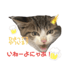 ハチワレ猫『めっちゃん♂』（個別スタンプ：35）