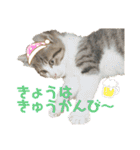 ハチワレ猫『めっちゃん♂』（個別スタンプ：36）