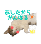 ハチワレ猫『めっちゃん♂』（個別スタンプ：37）