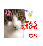 ハチワレ猫『めっちゃん♂』（個別スタンプ：38）